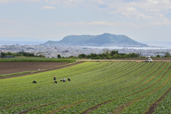 桔梗の高台　其之壱