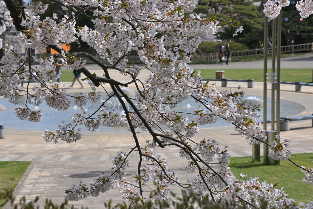 函館公園の桜に噴水