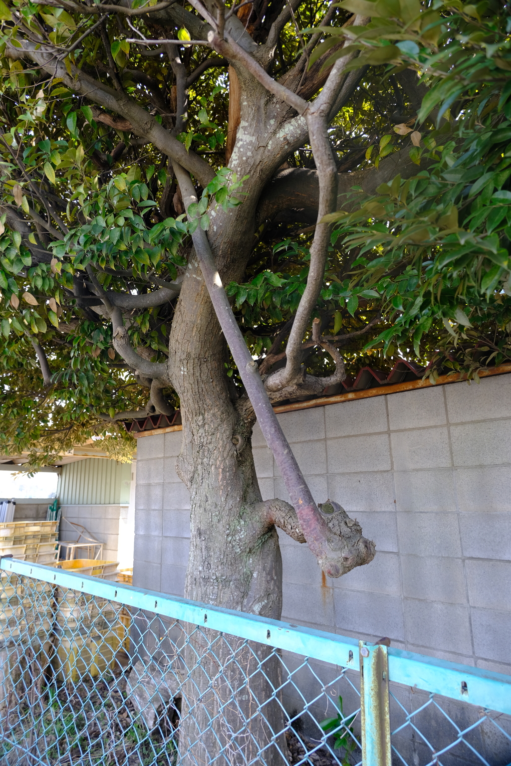 切られたくなかったのかな？