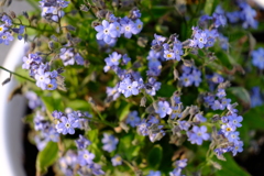 forget-me-not