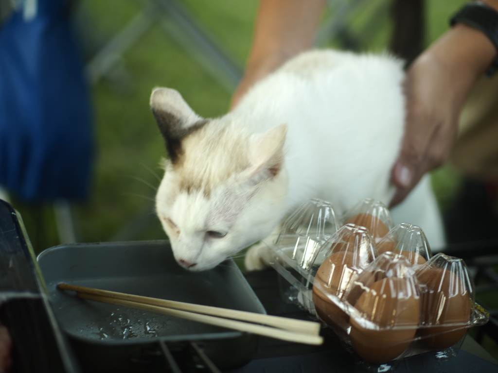 キャンプねこ