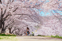 桜トンネル