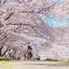 桜トンネル