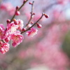 梅