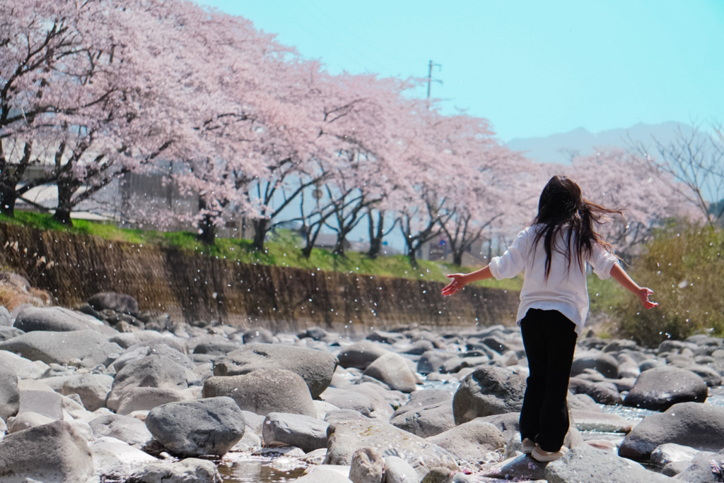 桜吹雪