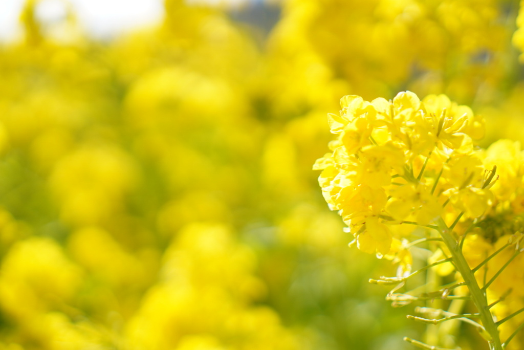 菜の花