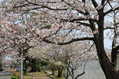 桜トンネル