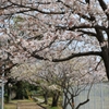桜トンネル