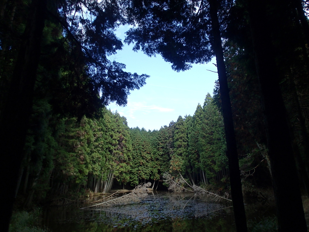 Mysterious Pond