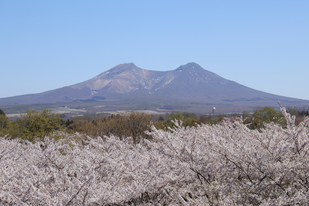 北海道森町・駒ヶ岳とソメイヨシノ