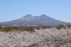 北海道森町・駒ヶ岳とソメイヨシノ