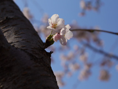西公園の桜