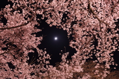 月と桜