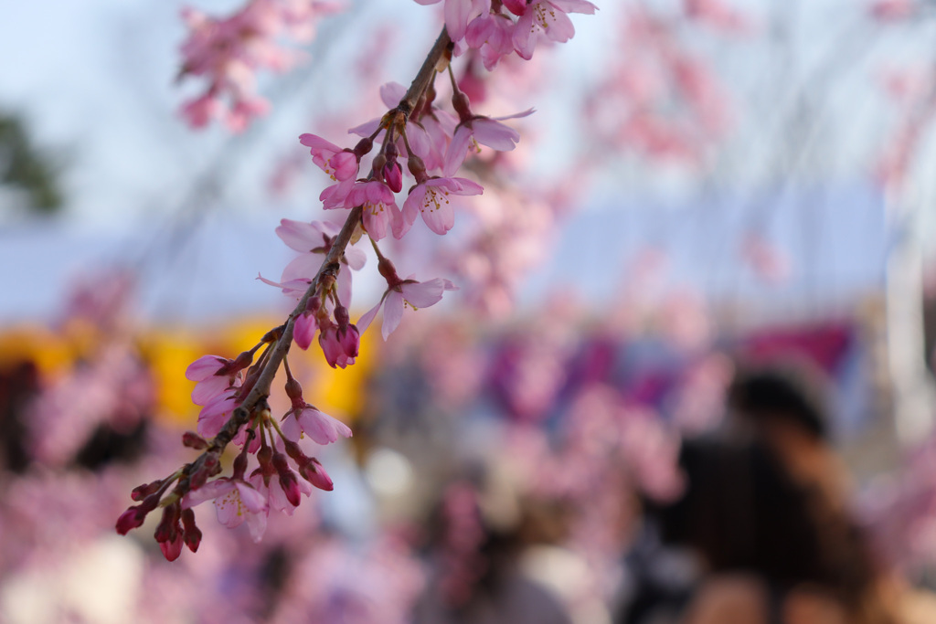 西公園の桜