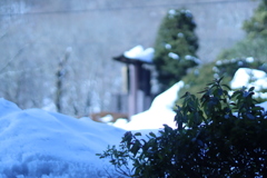 朝の雪景色