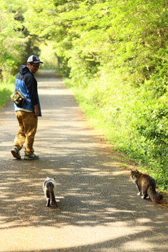 宮城県田代島（猫島）