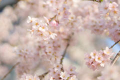 西公園の桜