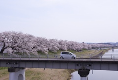 白石川の一目千本桜