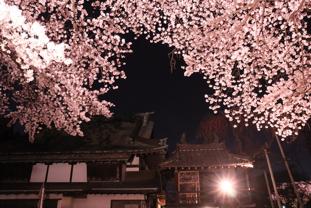 夜桜
