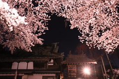 夜桜