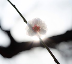 梅