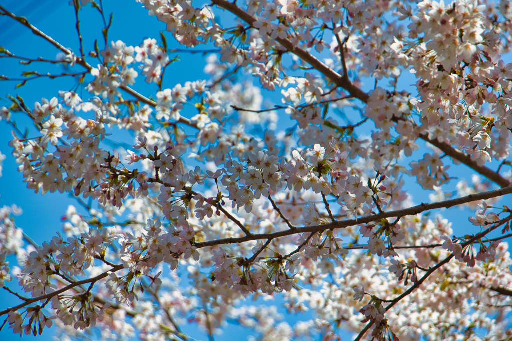 SAKURA