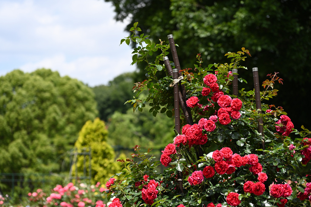 真っ赤な薔薇