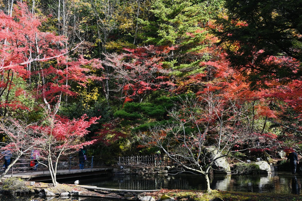 紅葉真っ盛り