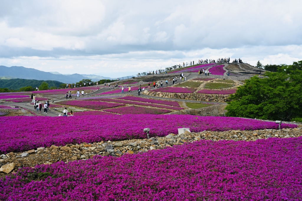 満開の芝桜