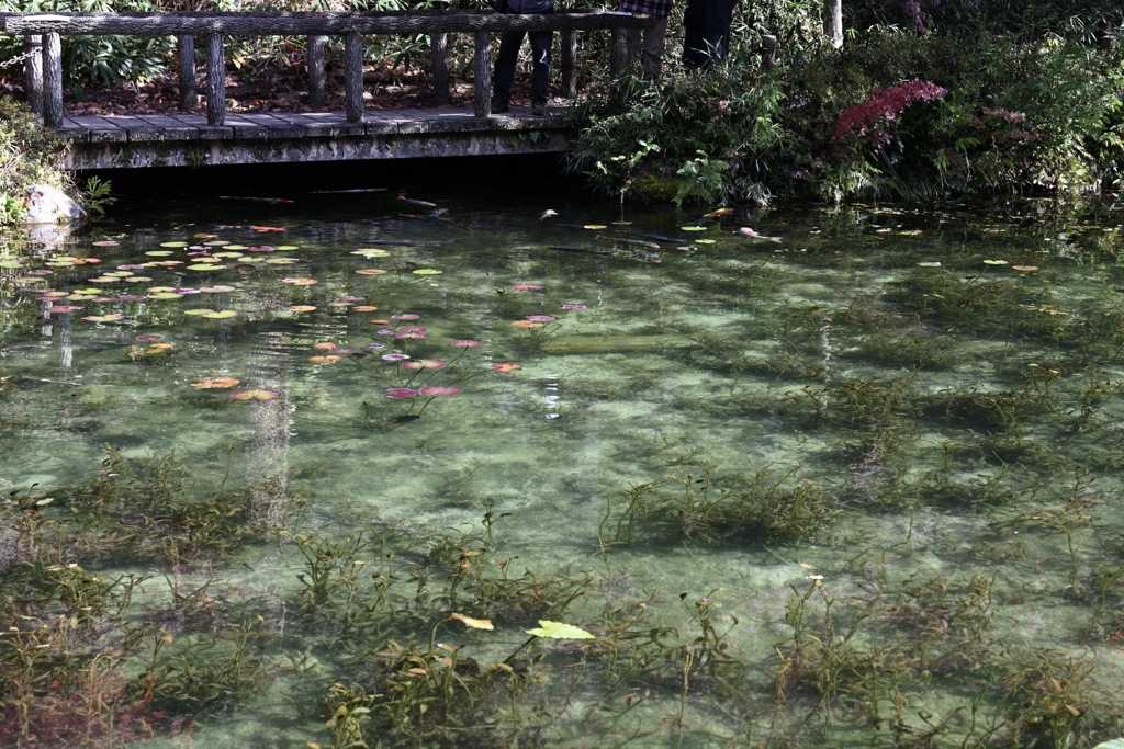 根道神社の池(通称モネの池)