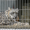 ユキヒョウ