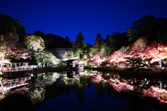 紅葉ライトアップ