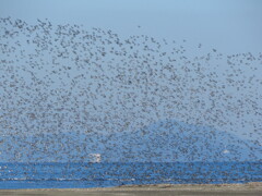 一気に飛び立つカモ