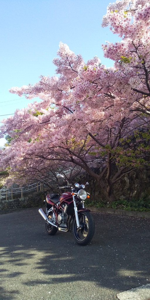 愛車と桜と