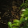 オオルリ雌かキビタキ雌？