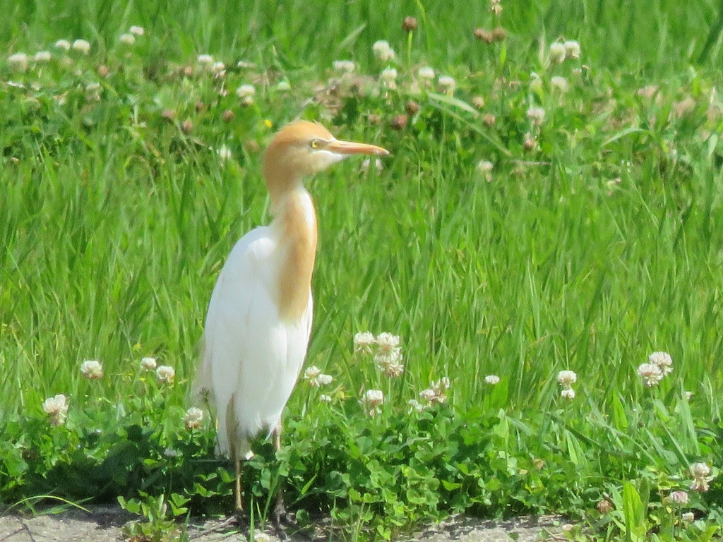 アマサギ