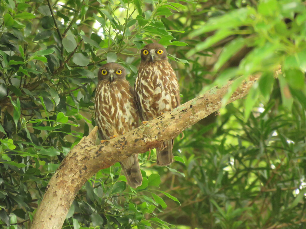 アオバズク夫婦