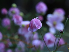 庭の秋明菊