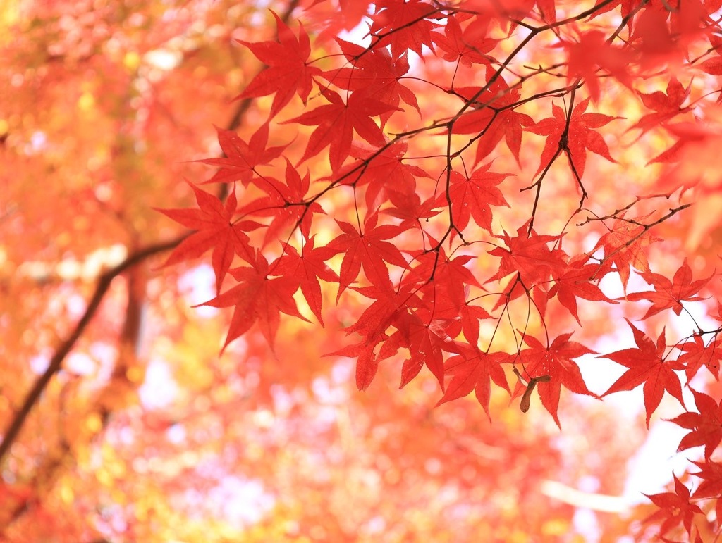 郡山（福島）の紅葉　パート1