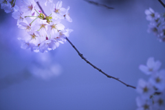 SAKURA2025