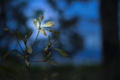 毛越寺にて【vol.10】