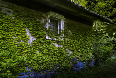 アイビーのある風景【その1】