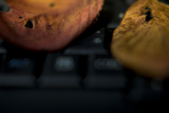 枯葉とパソコン