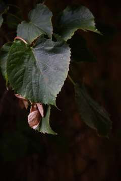 曲り家・千葉家の秋【vol.14】