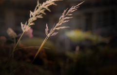 曲り家・千葉家の秋【vol.11】