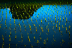 荒神様の田んぼ【その3】