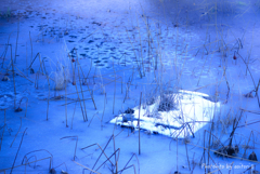 冬の蓮池【01】