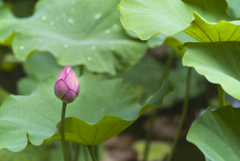福泉寺に咲く一輪の蕾