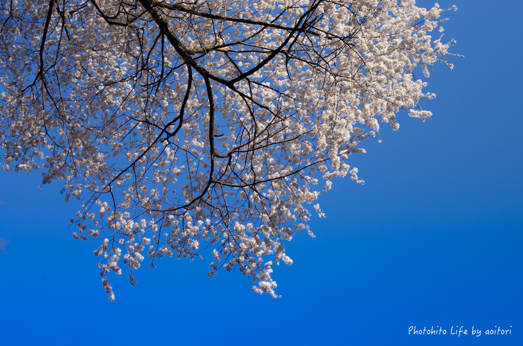 sakura PART2【vol.05】