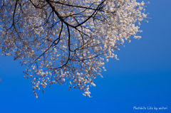 sakura PART2【vol.05】